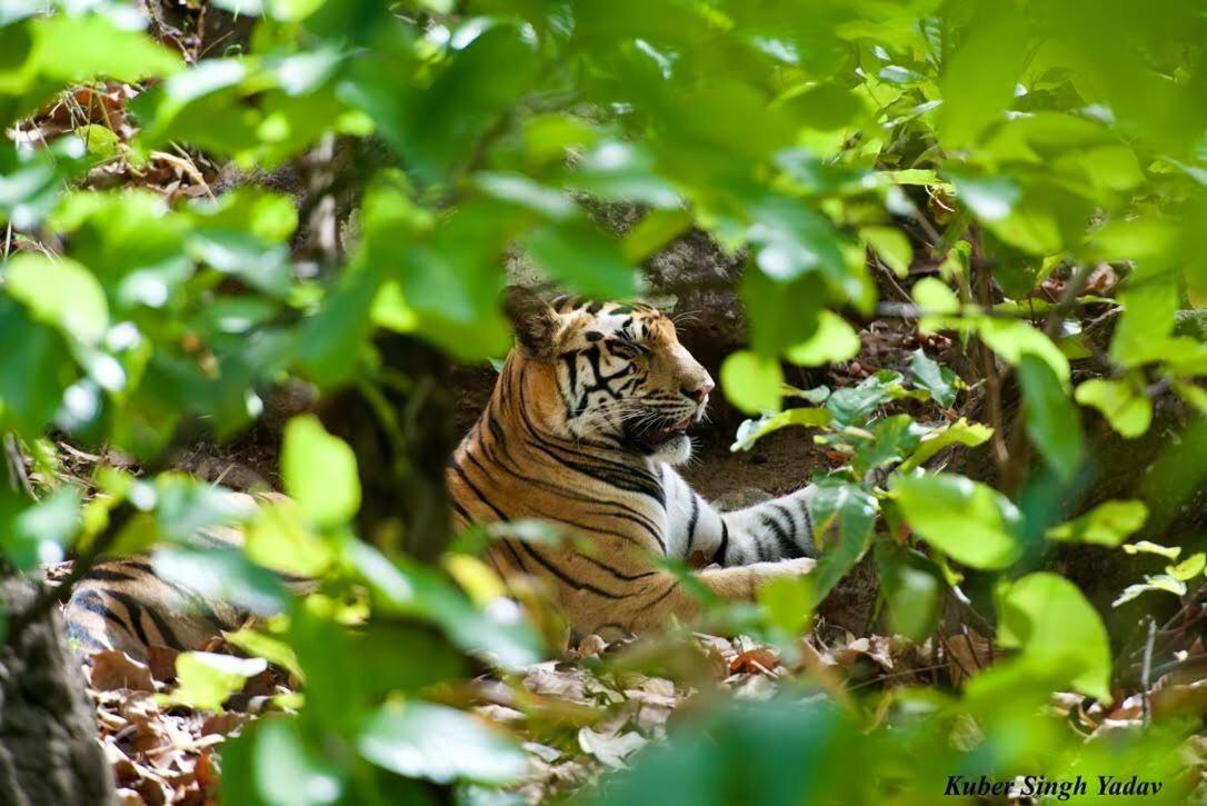 Aura Wildlife Camp And Resorts Marchula 외부 사진